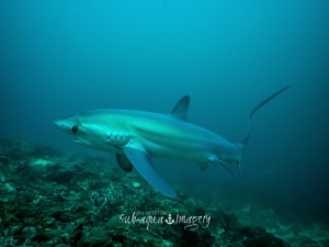 Thresher Shark Full Frame on E-M1.  Natural lighting. by Jan Morton 